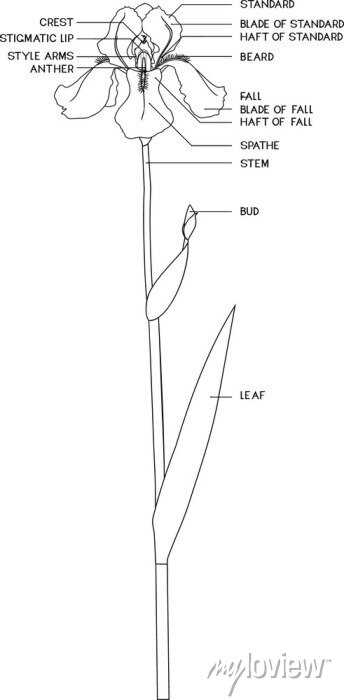iris flower parts diagram iris flower parts diagram