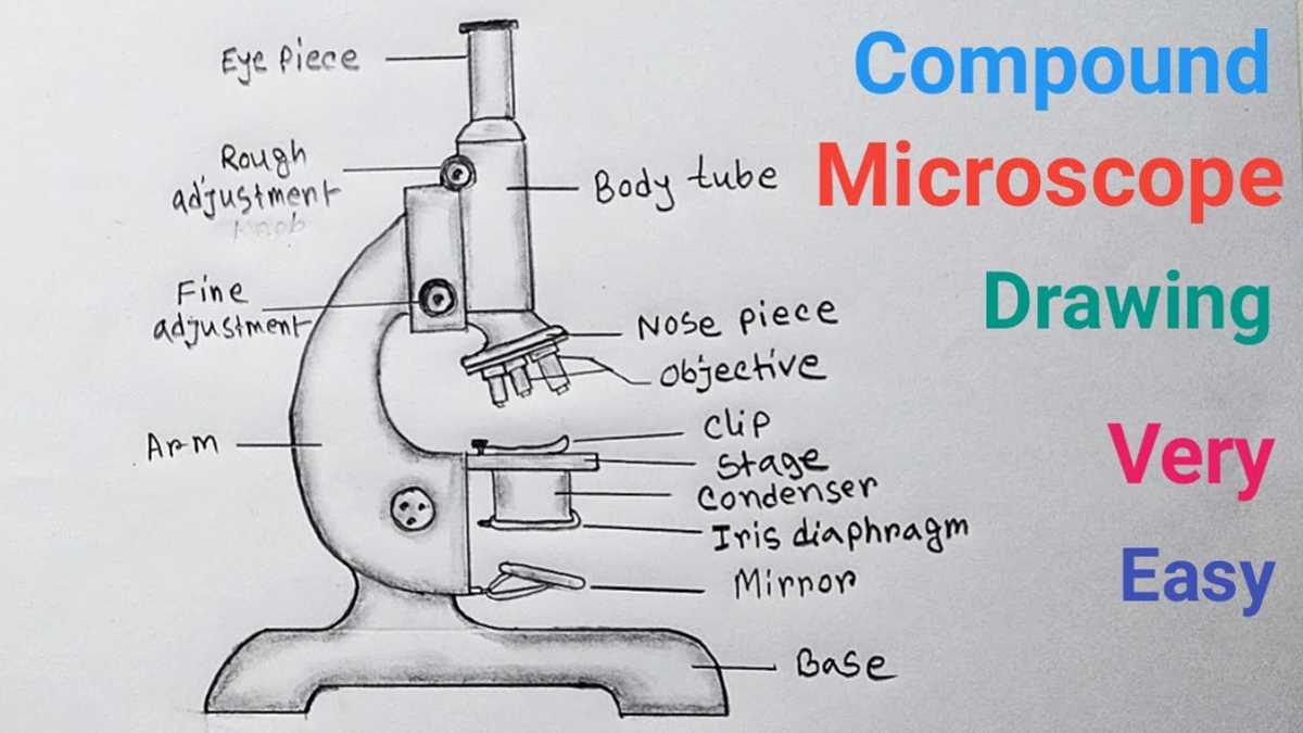 microscope diagram with parts