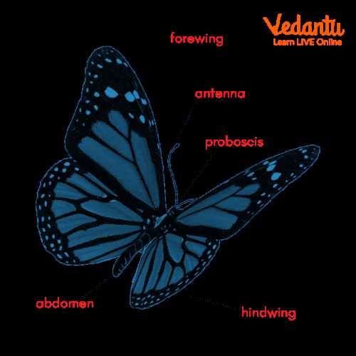 parts of a butterfly diagram