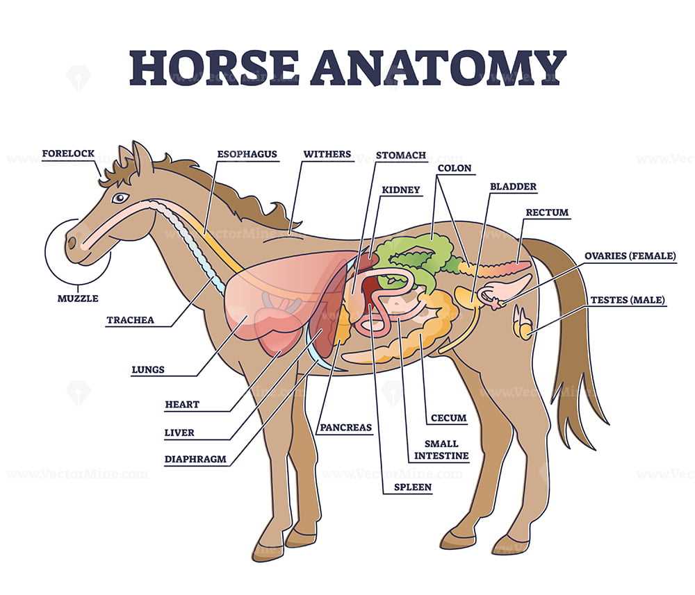 parts of a horse diagram