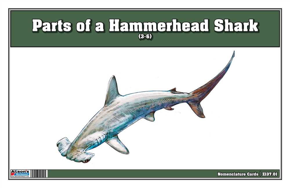 parts of a shark diagram