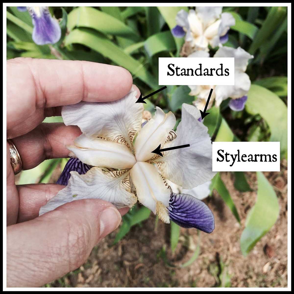 iris flower parts diagram iris flower parts diagram