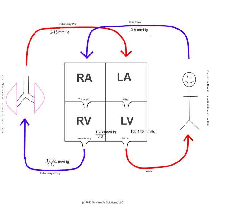 heart circuit diagram