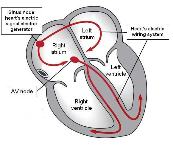 heart circuit diagram