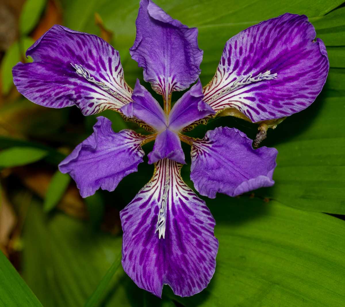 iris flower parts diagram iris flower parts diagram