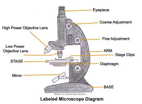 microscope diagram with parts