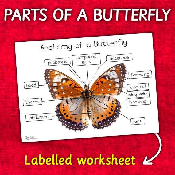 parts of a butterfly diagram