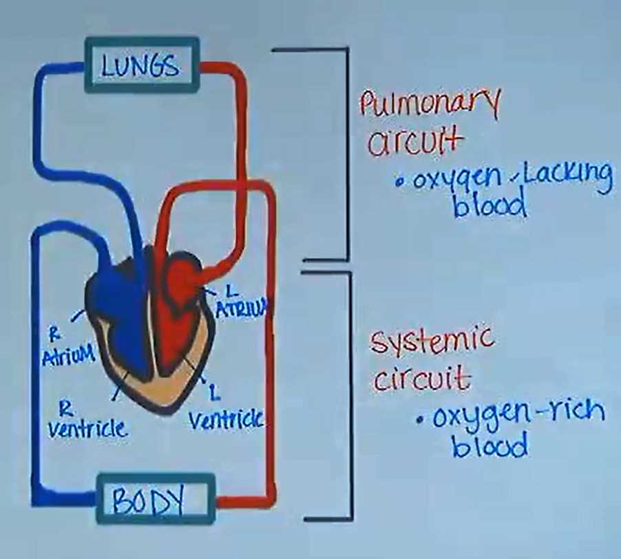 pulmonary circuit diagram