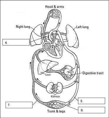pulmonary circuit diagram