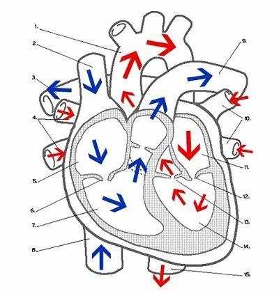 pulmonary circuit diagram